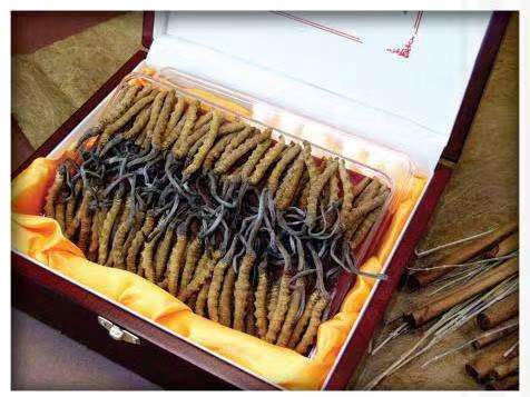 祁门冬虫夏草回收